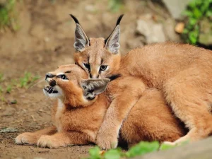 Caracal's Natural