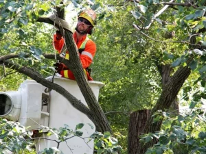 council trees overhanging