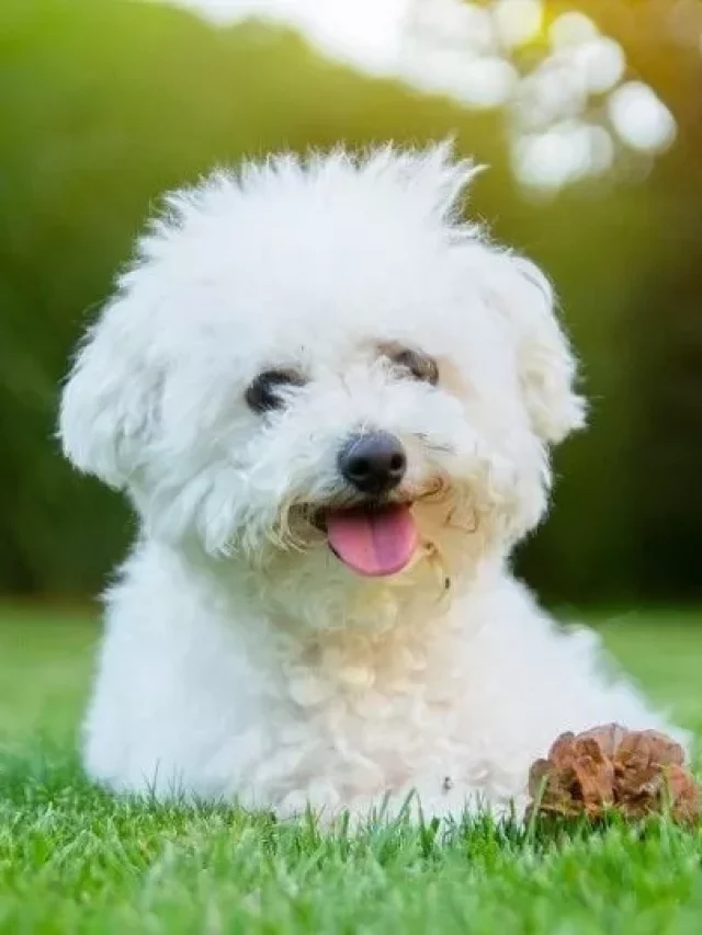 bichon 2