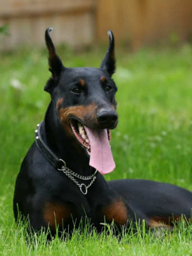 doberman-kills-4-cobras-tsave-master-family-14-1468477003