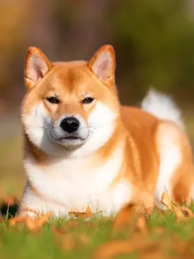 shiba 5