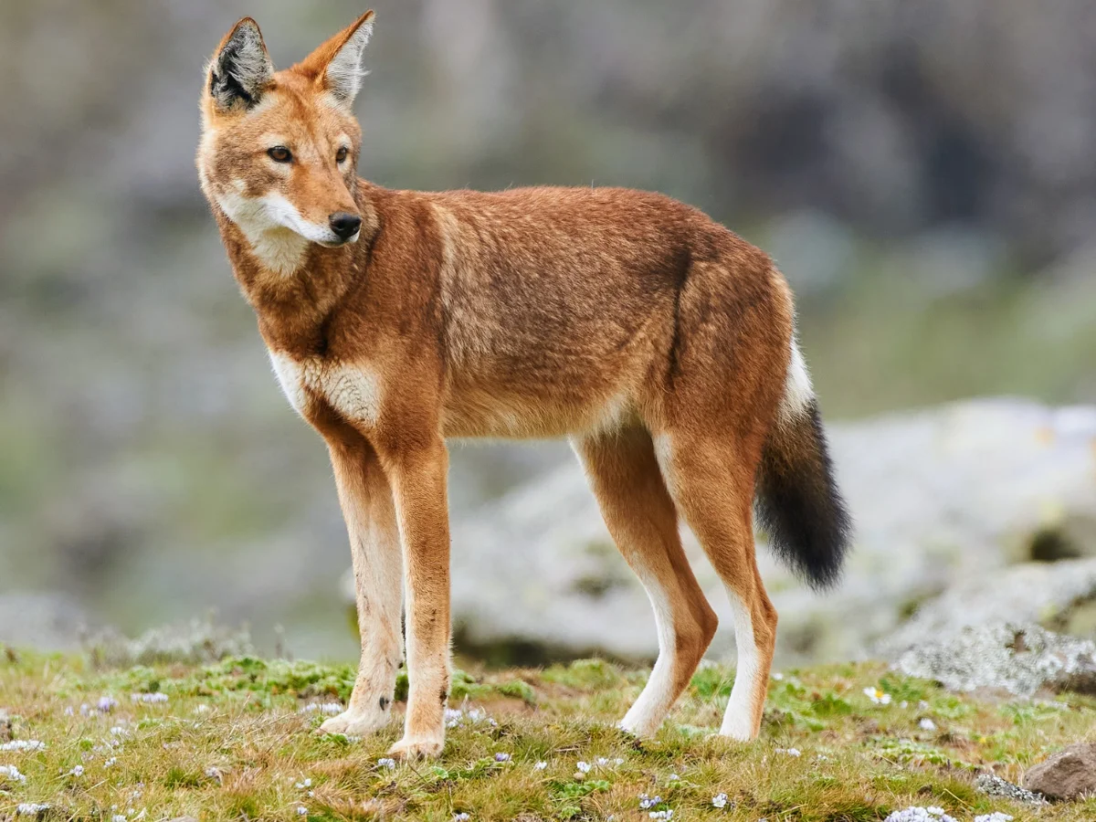 carnivore in africa