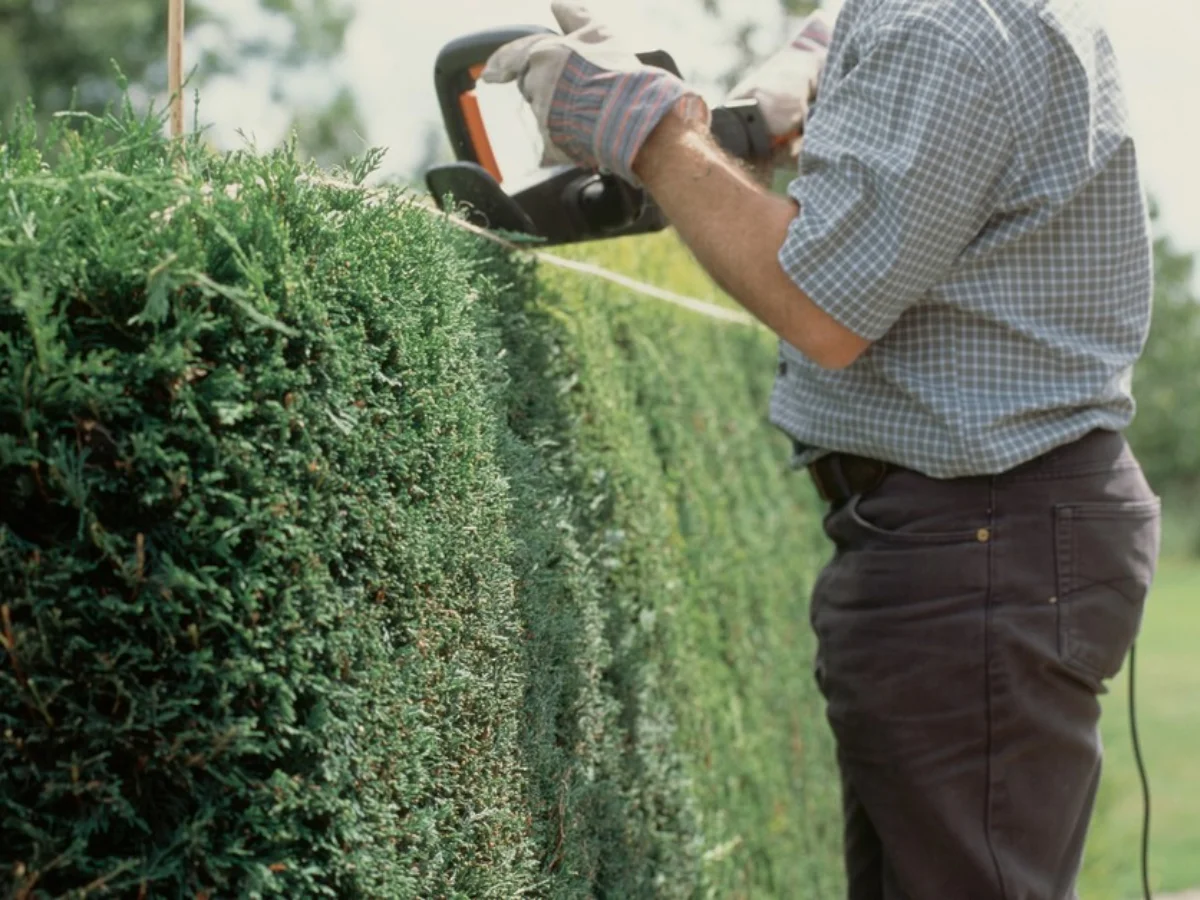 conifers trimmed