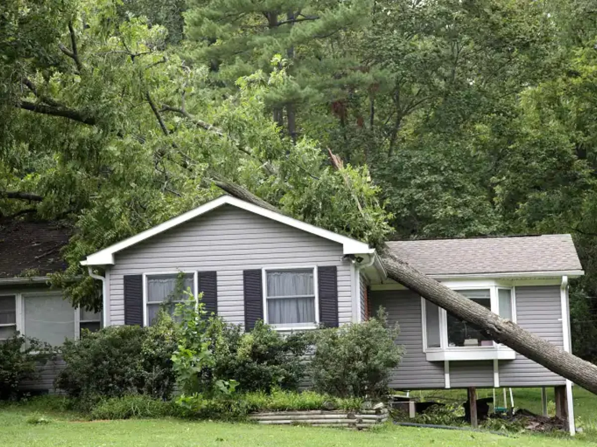 tree falls in your yard